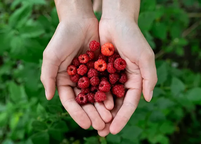 10 llojet e frutave me pak sheqer që duhet të shtoni gjatë