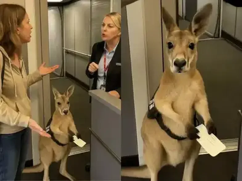 Kangaroo with ticket in hand that is not allowed to board the plane: The truth